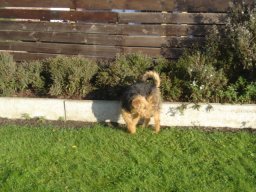 le_nouveau_bobby_20211126_1921377979